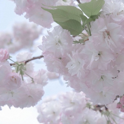 Furry数字绘画入门指南兽圈群